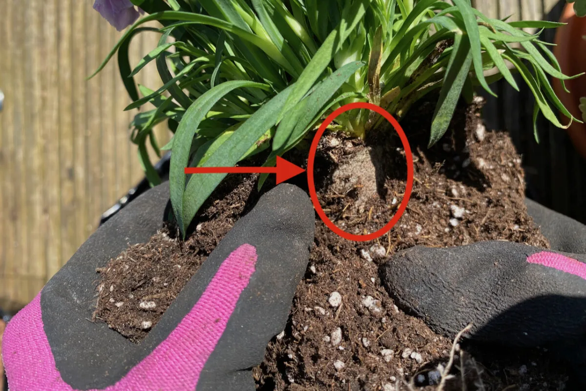 Woman's hand holding a plant, circle and arrow pointing out root mesh