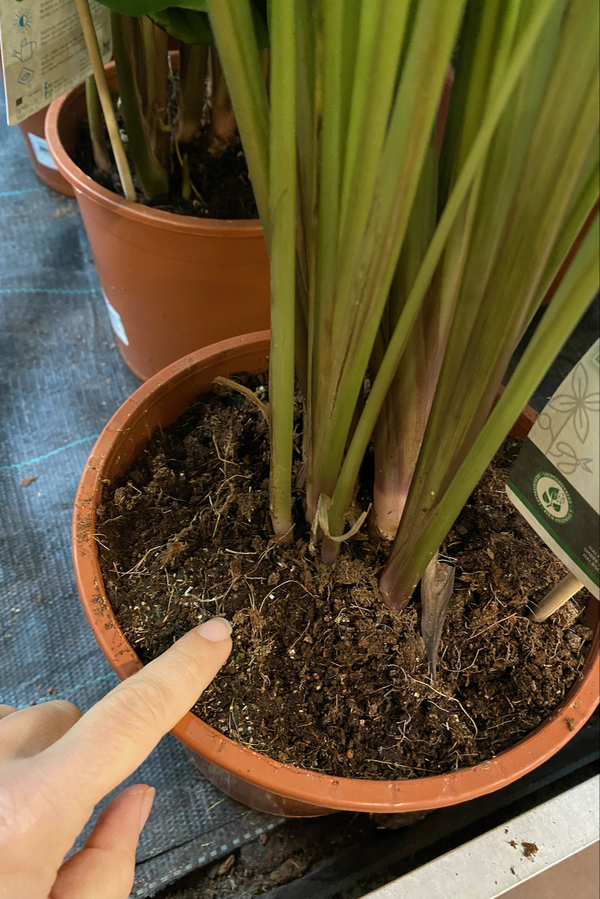 Woman's hand pointing to the soil of a potted plant