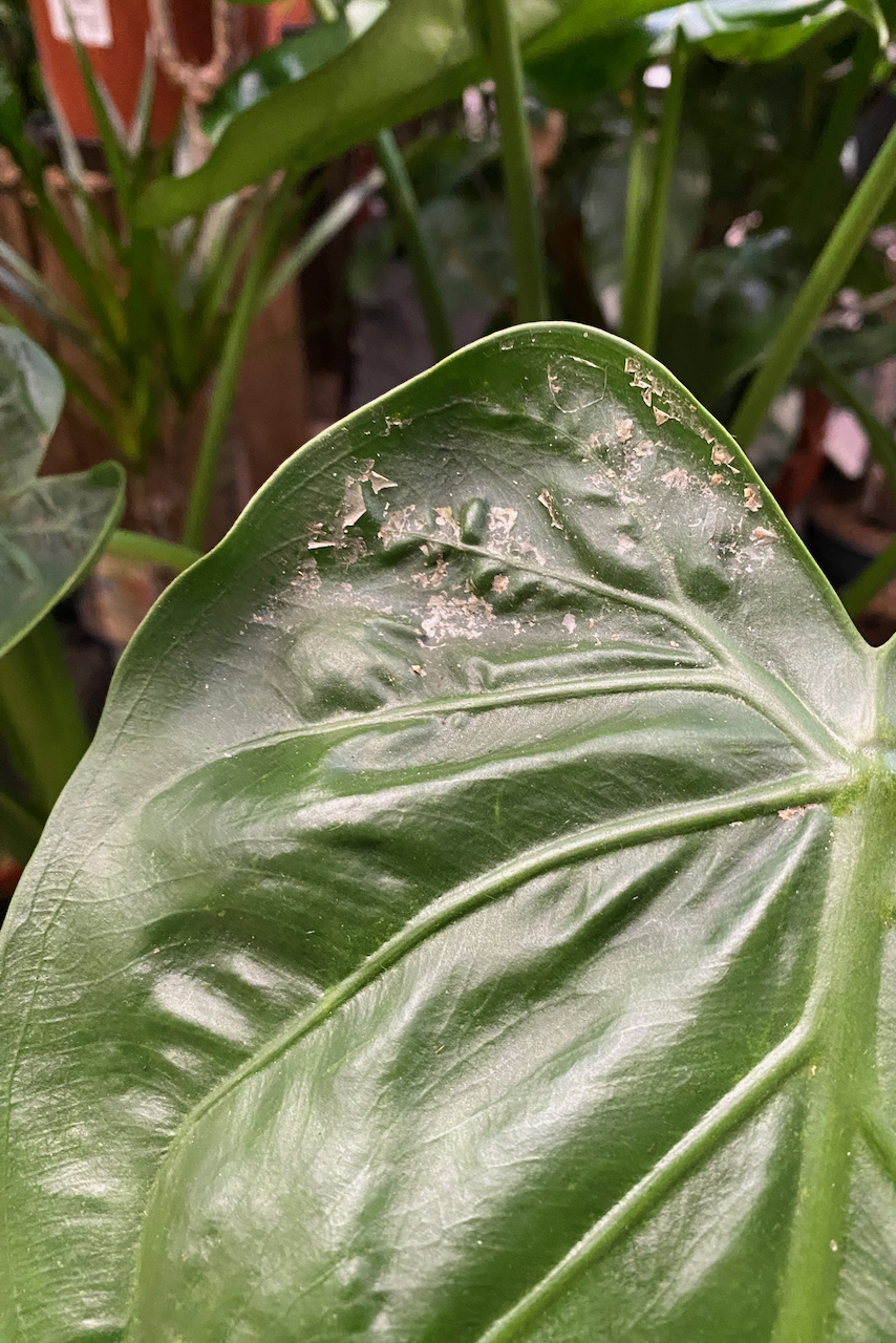 Monstera leaf with scale