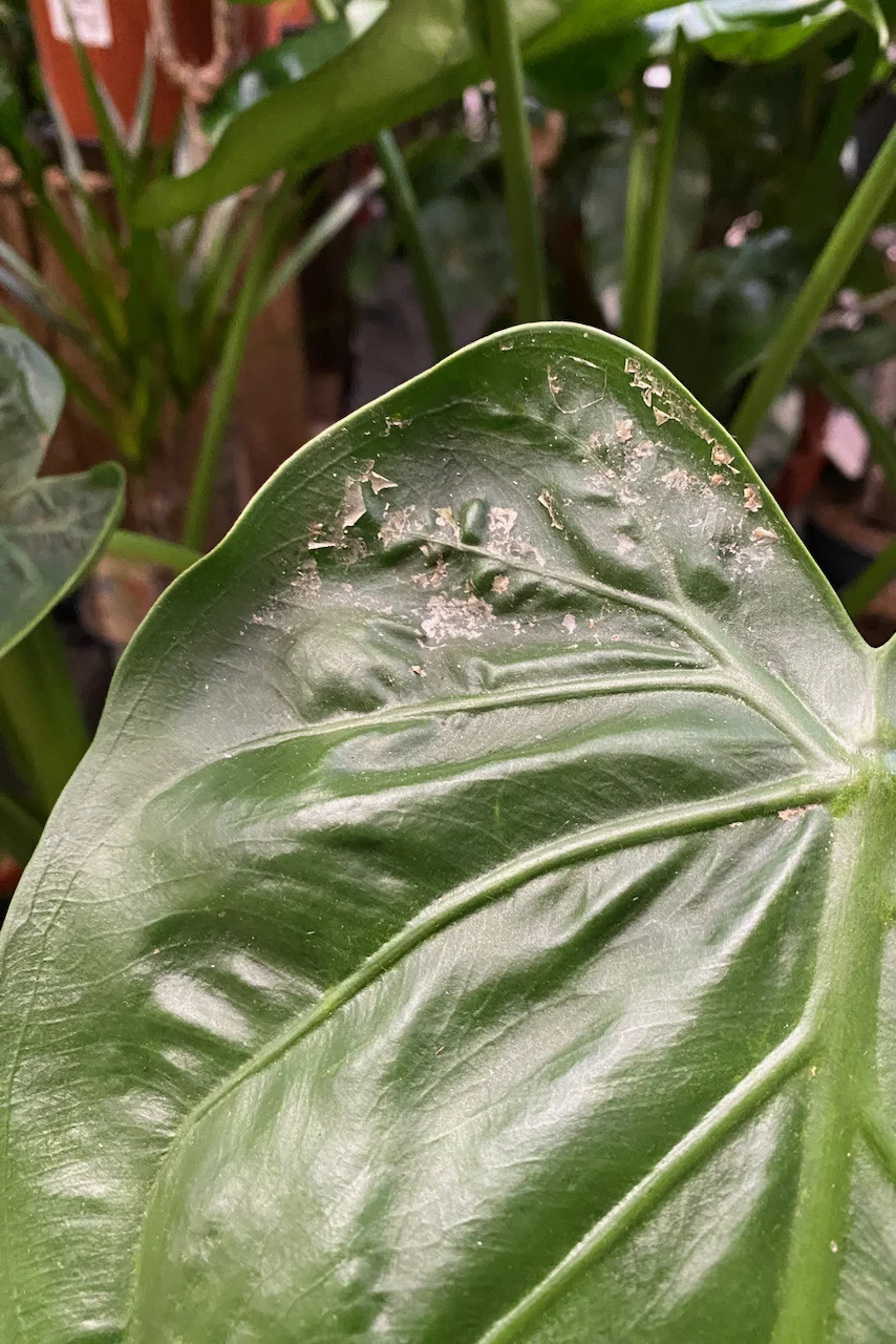 Monstera leaf with scale