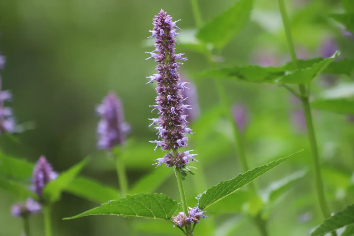 Anise Hyssop