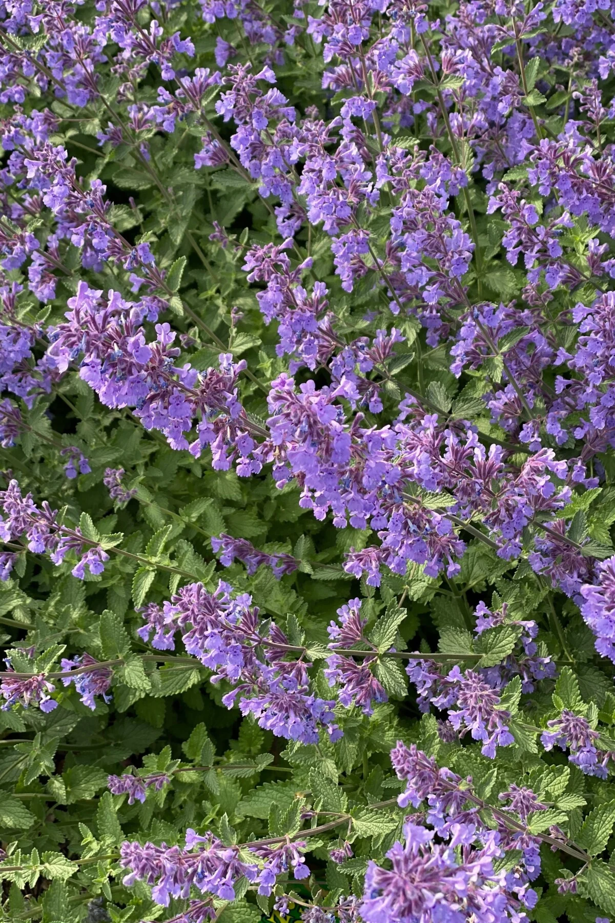 Catmint