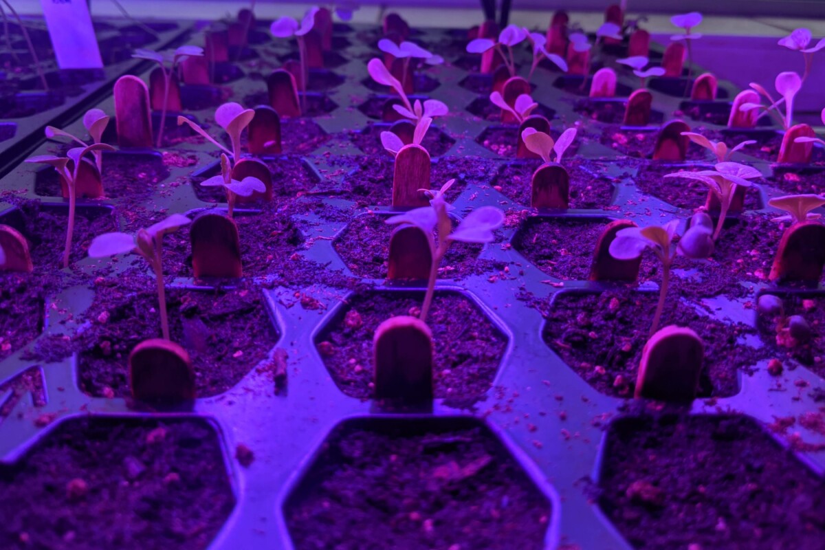 Seedlings under grow light