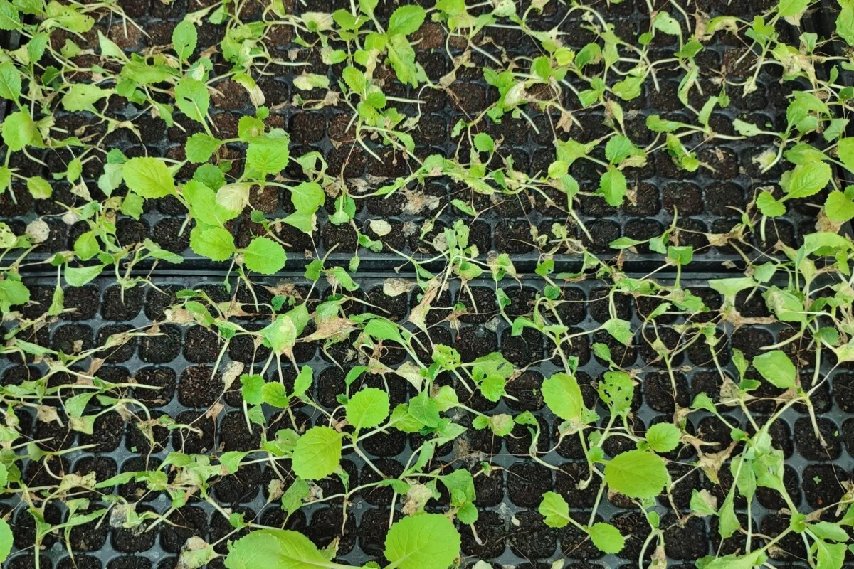 Cabbage seedlings dying from damping off