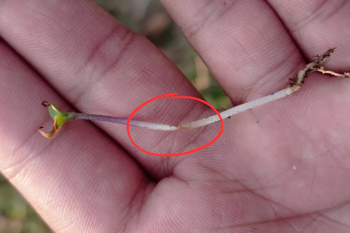 Stem of a seedling with damping off