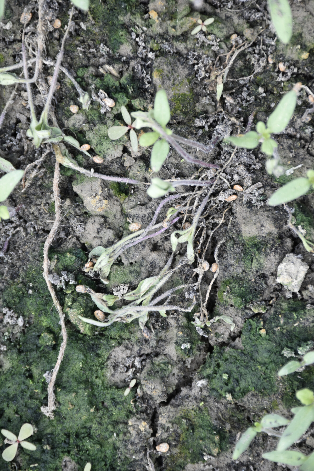 tomato seedlings with damping off