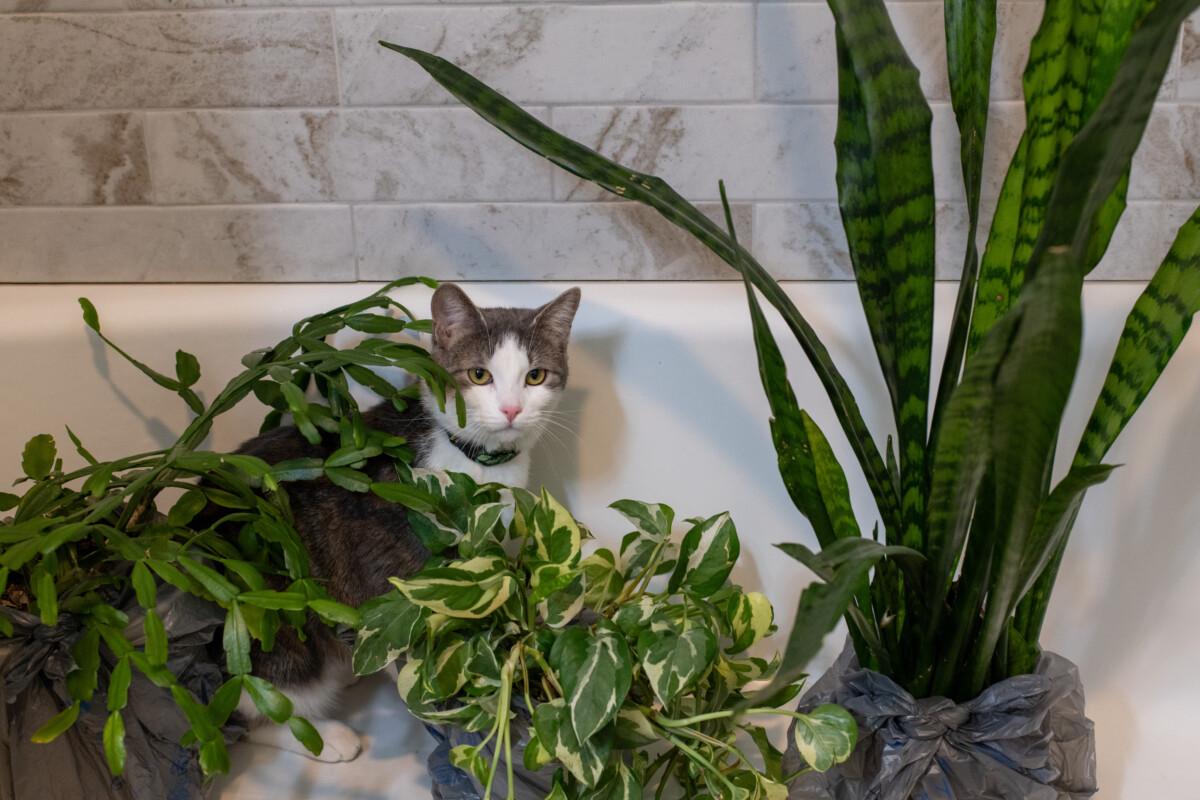 Cat sitting in a bathtub behind several houseplants