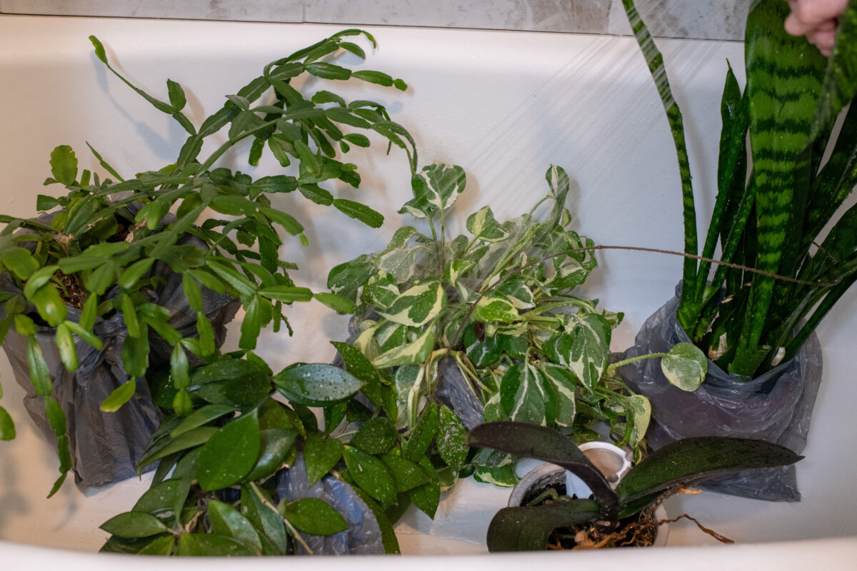 hand spraying houseplants in bathtub with shower head.