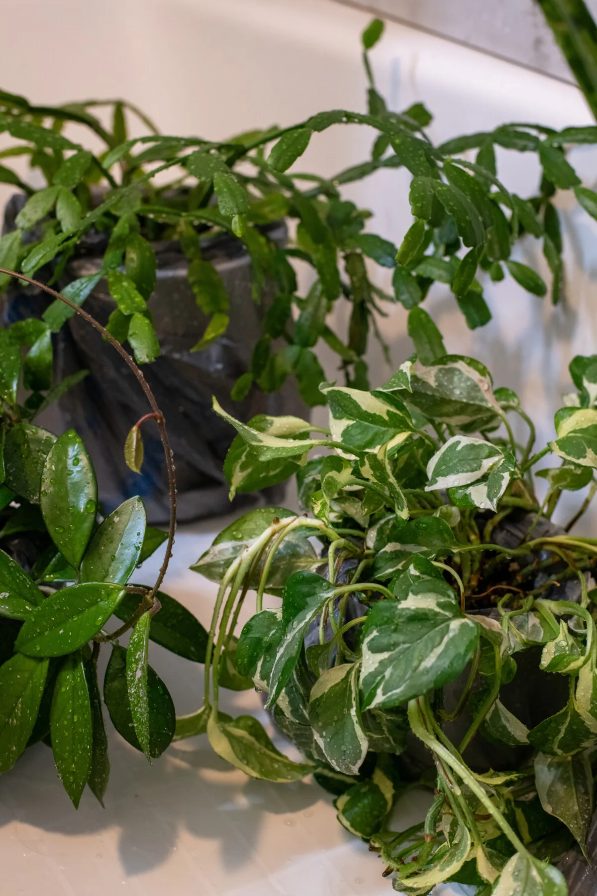 Houseplants with droplets of water on them