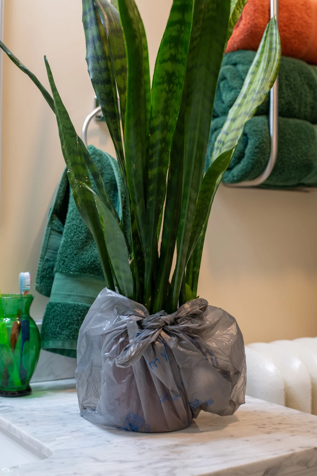 Snake plant with pot wrapped in a grocery bag