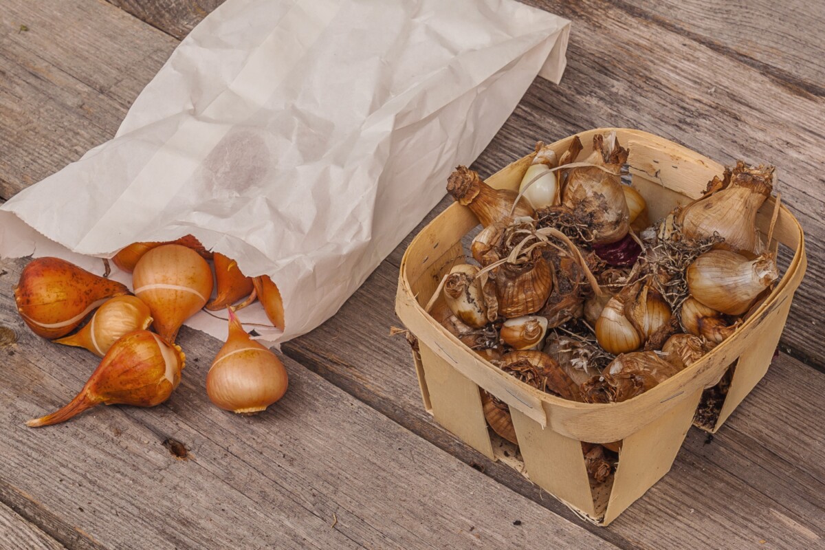 Spring bulbs in a basket and a paper bag
