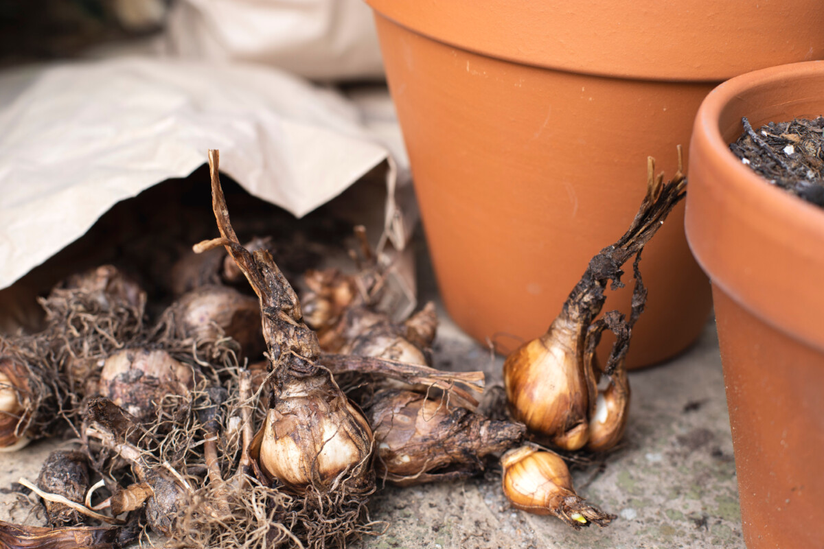 dormant bulbs next to terracotta pots