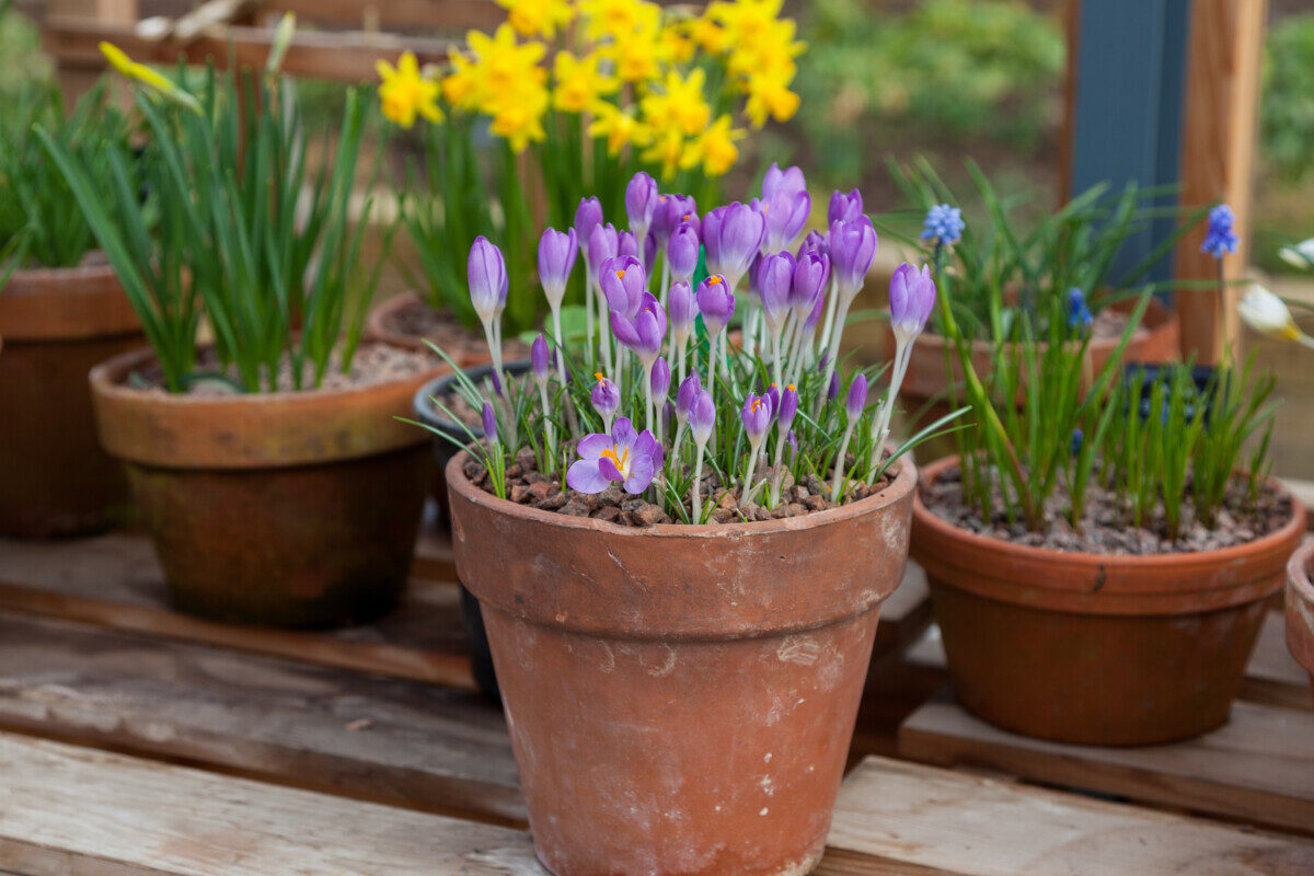 Terracotta pots with spring flowers growing