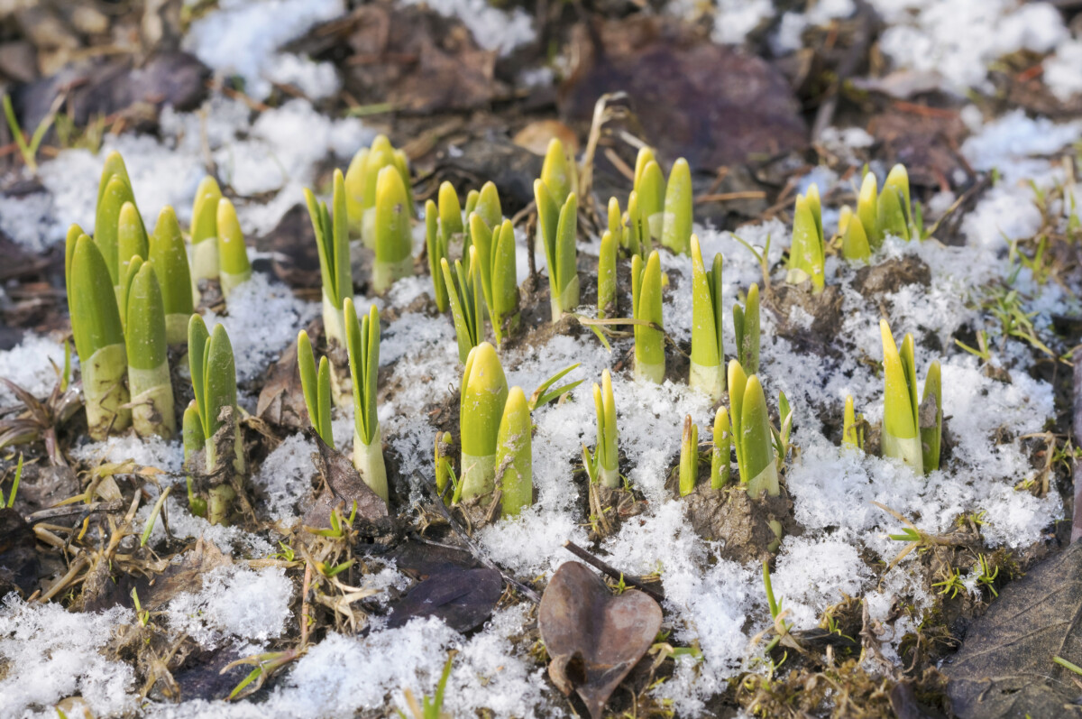 Daffodils coming up through the snow