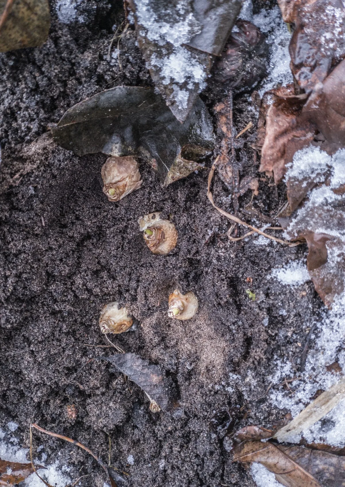 Bulbs planted in late winter