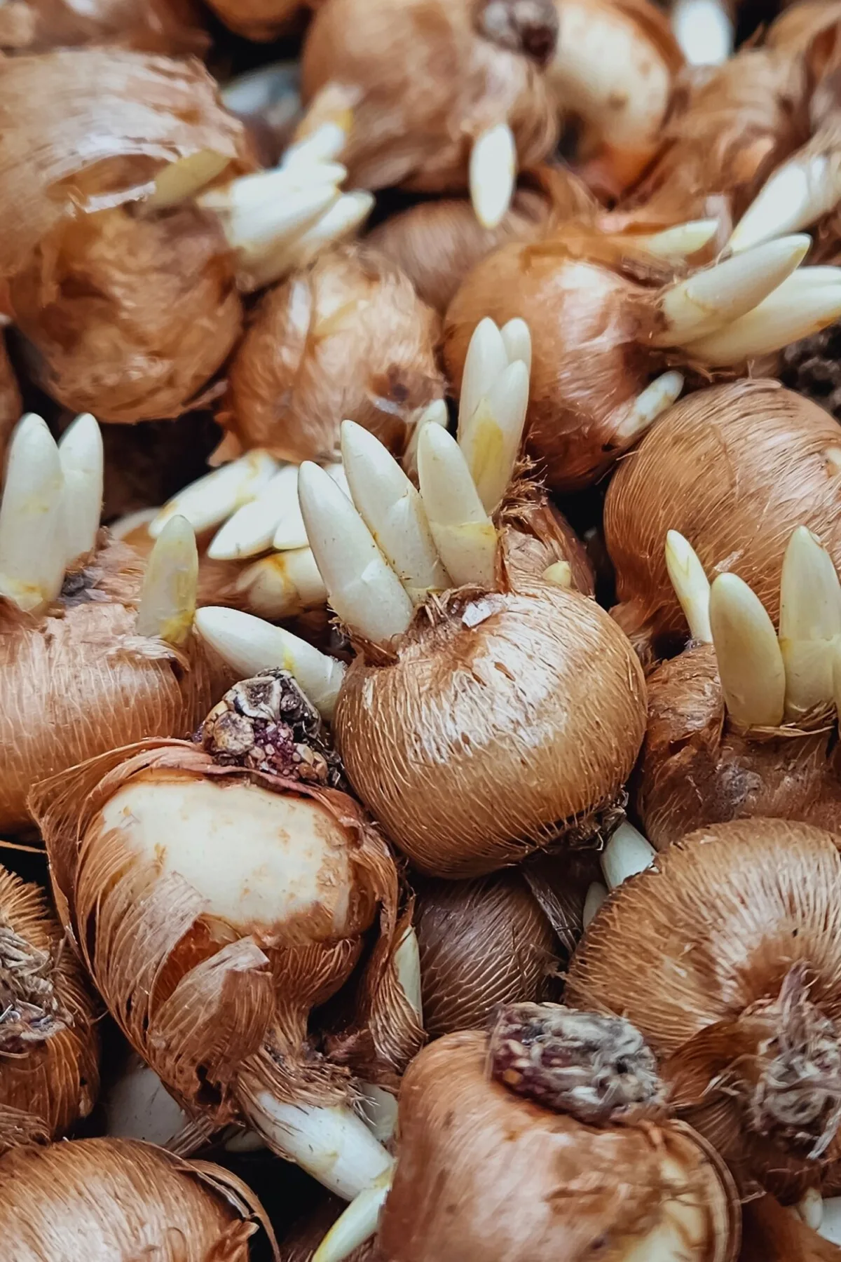 Crocus bulbs with white sprouts.