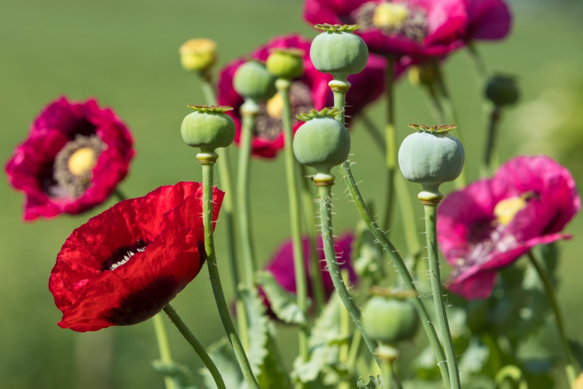 Bread seed poppy flowers