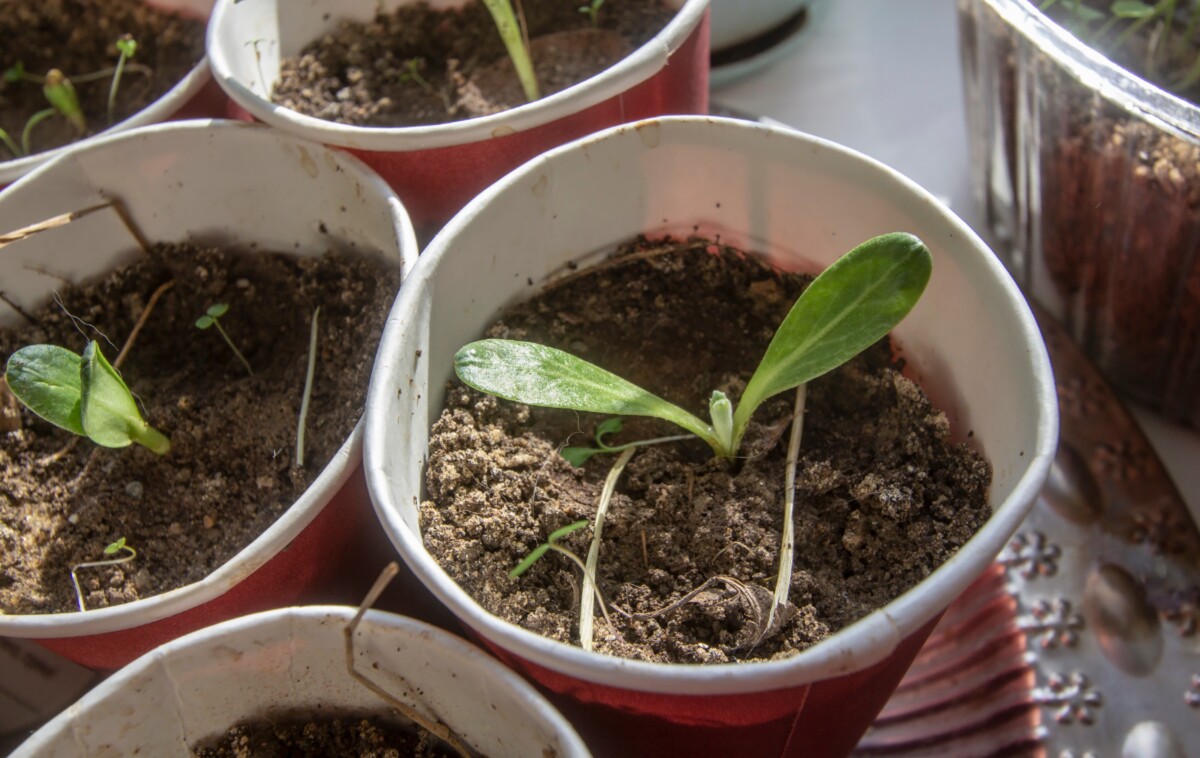 artichoke seedling