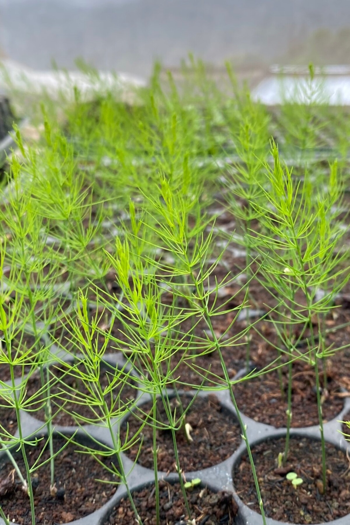 asparagus seedlings in a tray