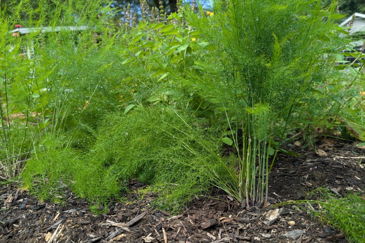 Asparagus growing in garden