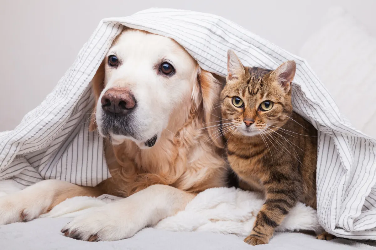 Cat and dog under covers.