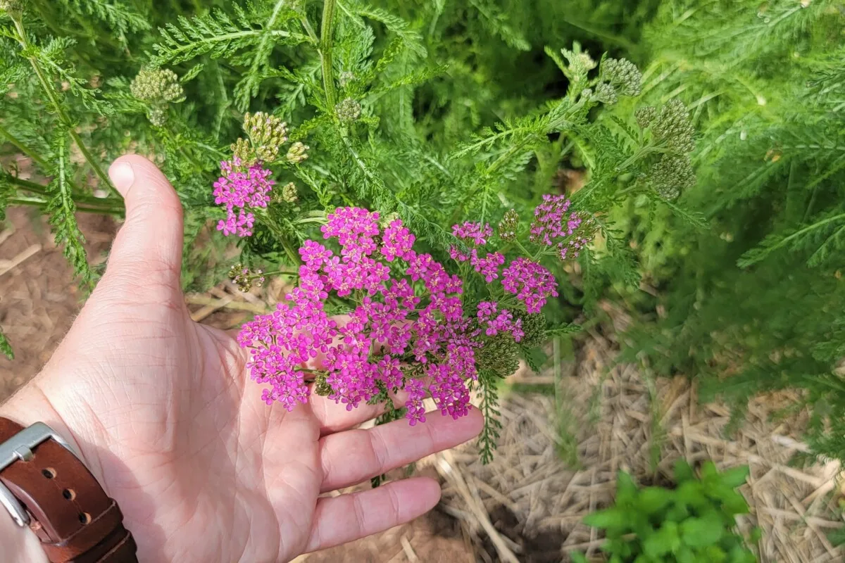 Woman's hand cupping a yarrow flower