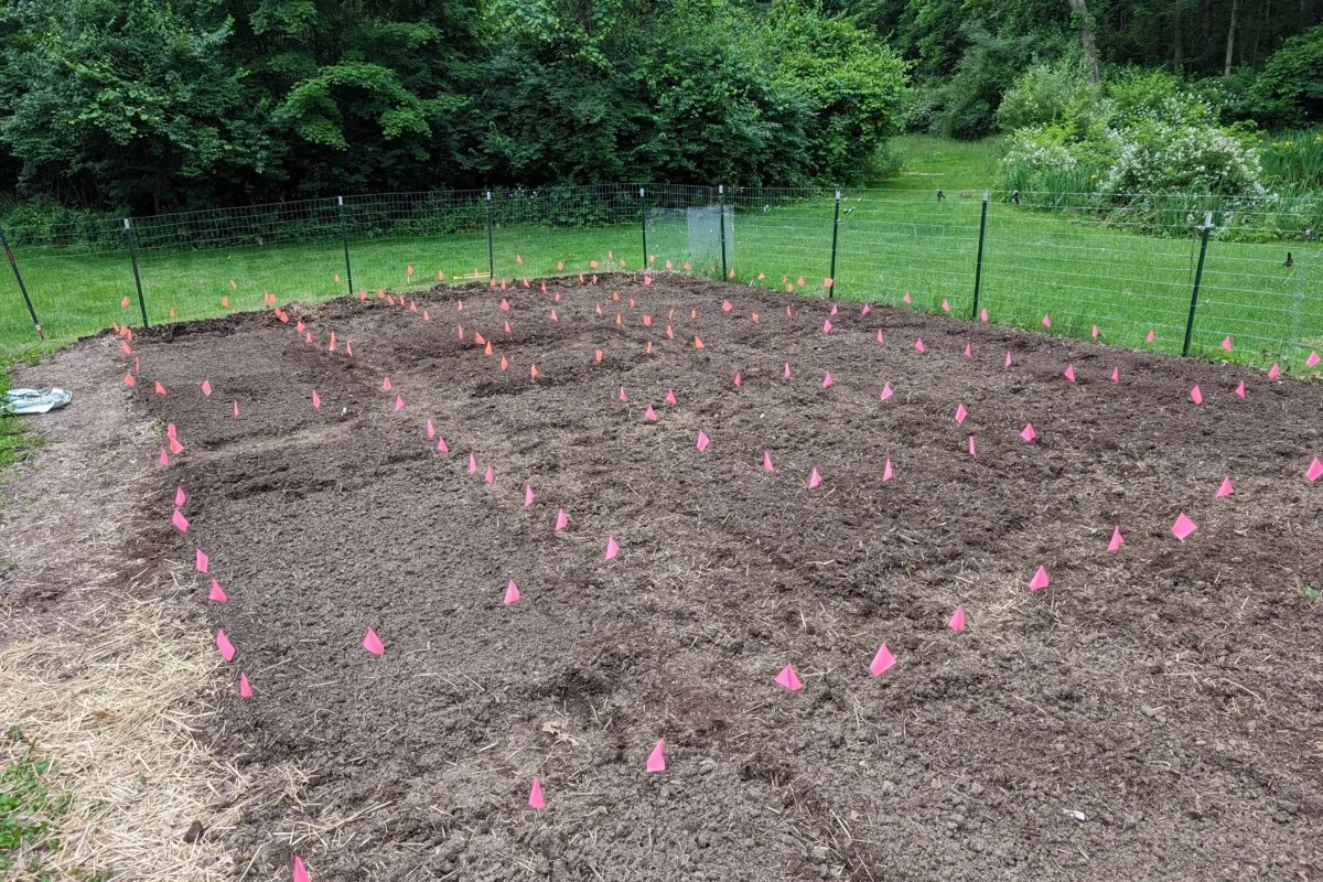 A garden staked out with pink flags