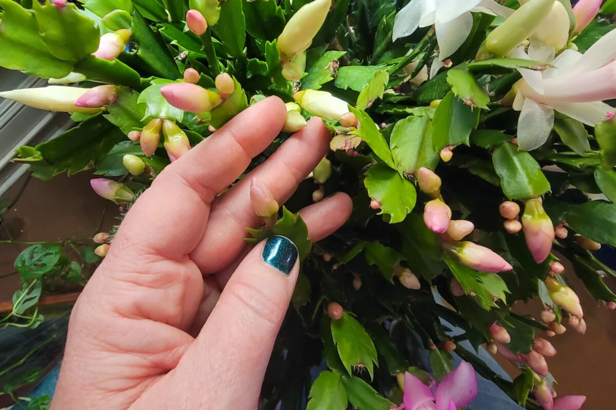 Woman's hand holding a Christmas cactus bud on a plant covered in buds