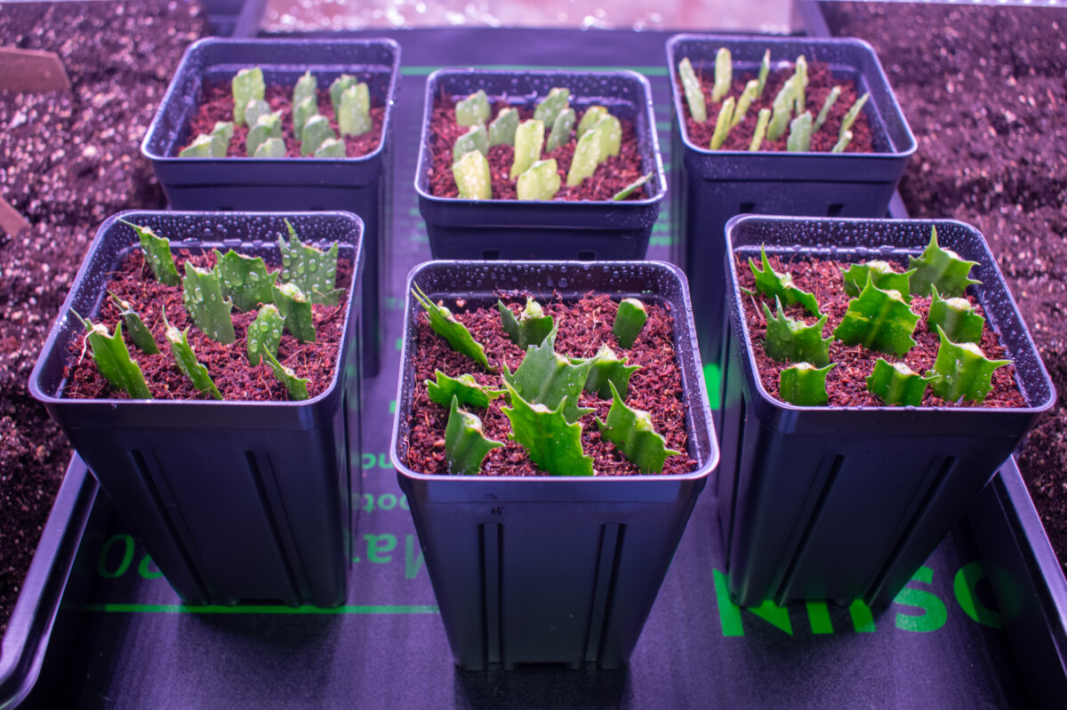 Christmas cactus cuttings being propagated