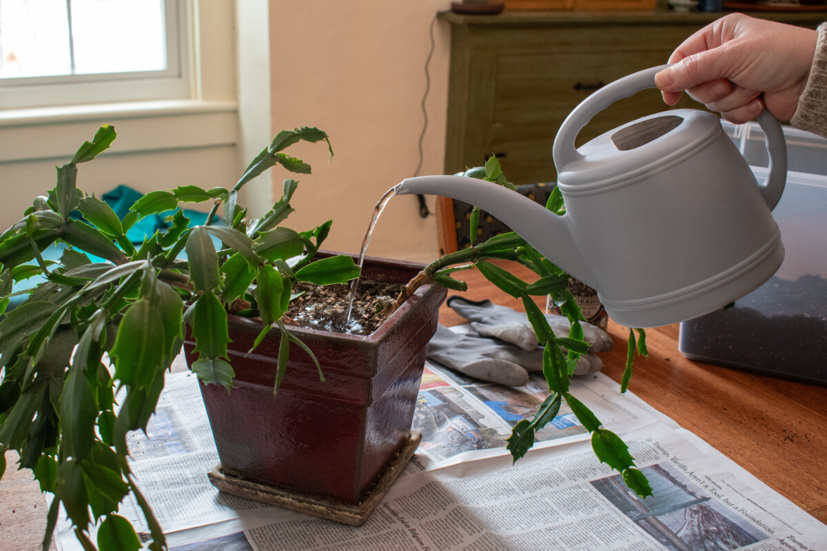 woman's hand holding a watering can, watering Christmas cactus