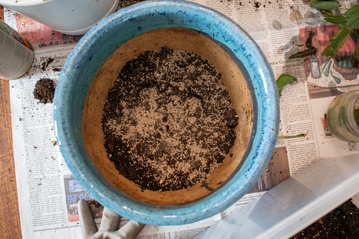 Planter with soil and mycorrhizae in the bottom