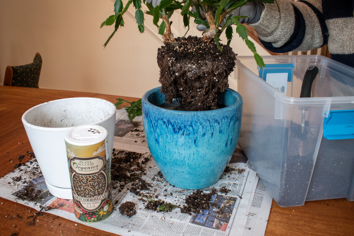 Hands lowering a Christmas cactus into a pot