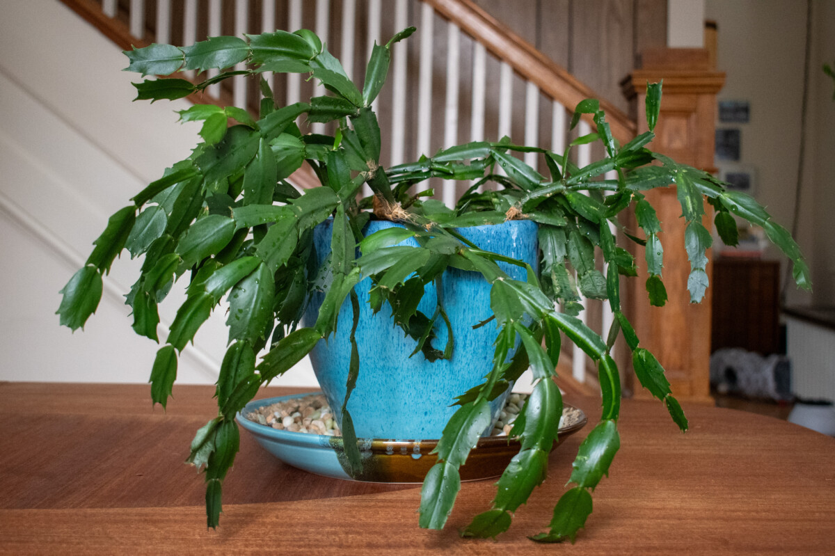 Christmas cactus