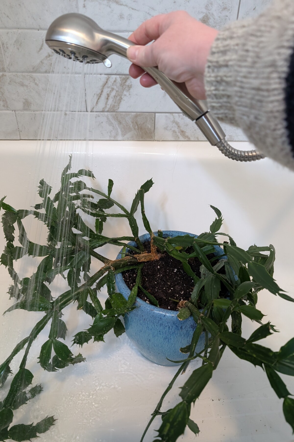 Woman's hand holding a showerhead and spraying a Christmas cactus.