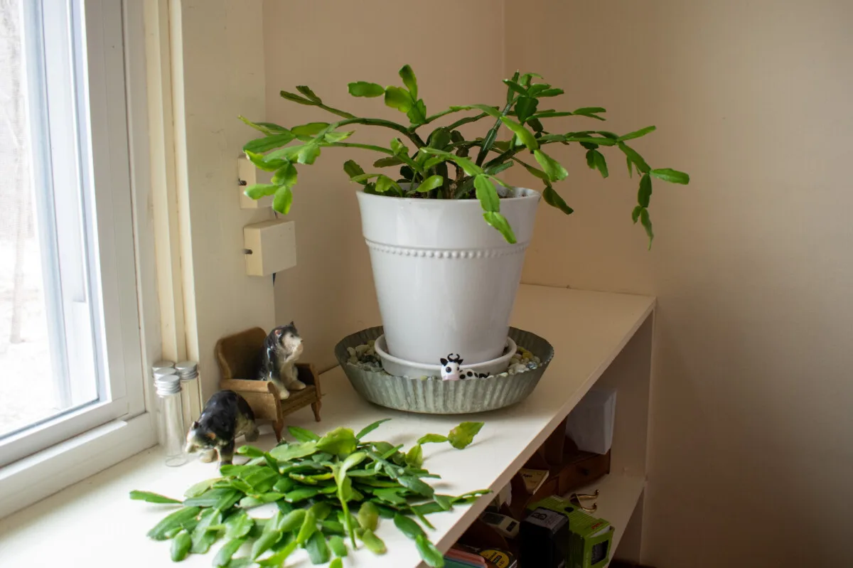 Pruned Christmas cactus