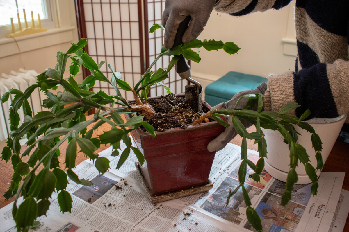 Gloved hand using trowel to loosen plant from pot