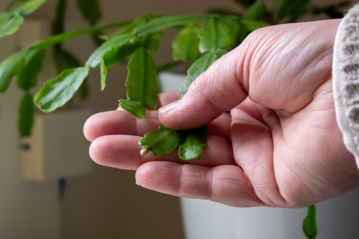 woman's hand holding Christmas cactus bud