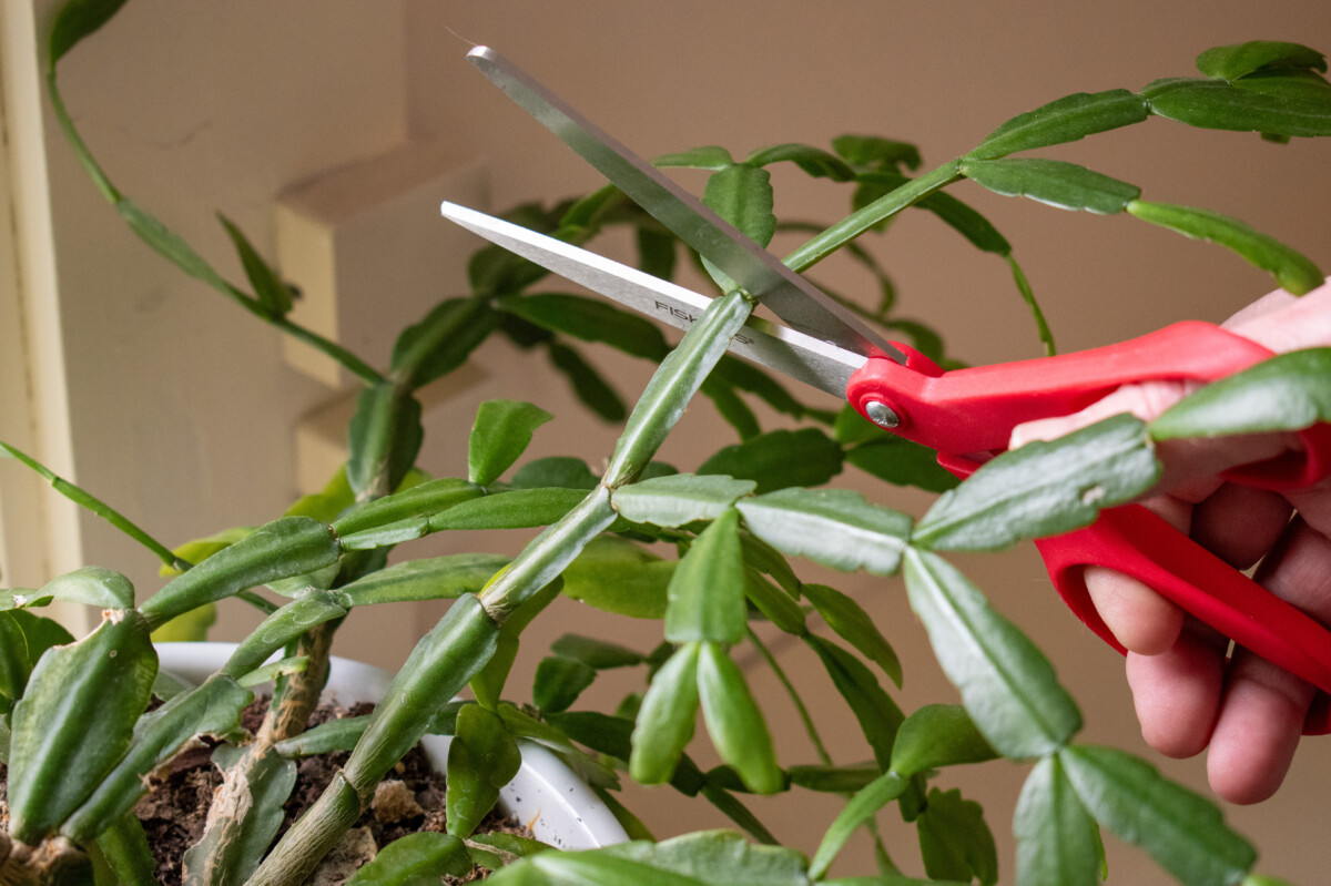 Scissors cutting a Christmas cactus