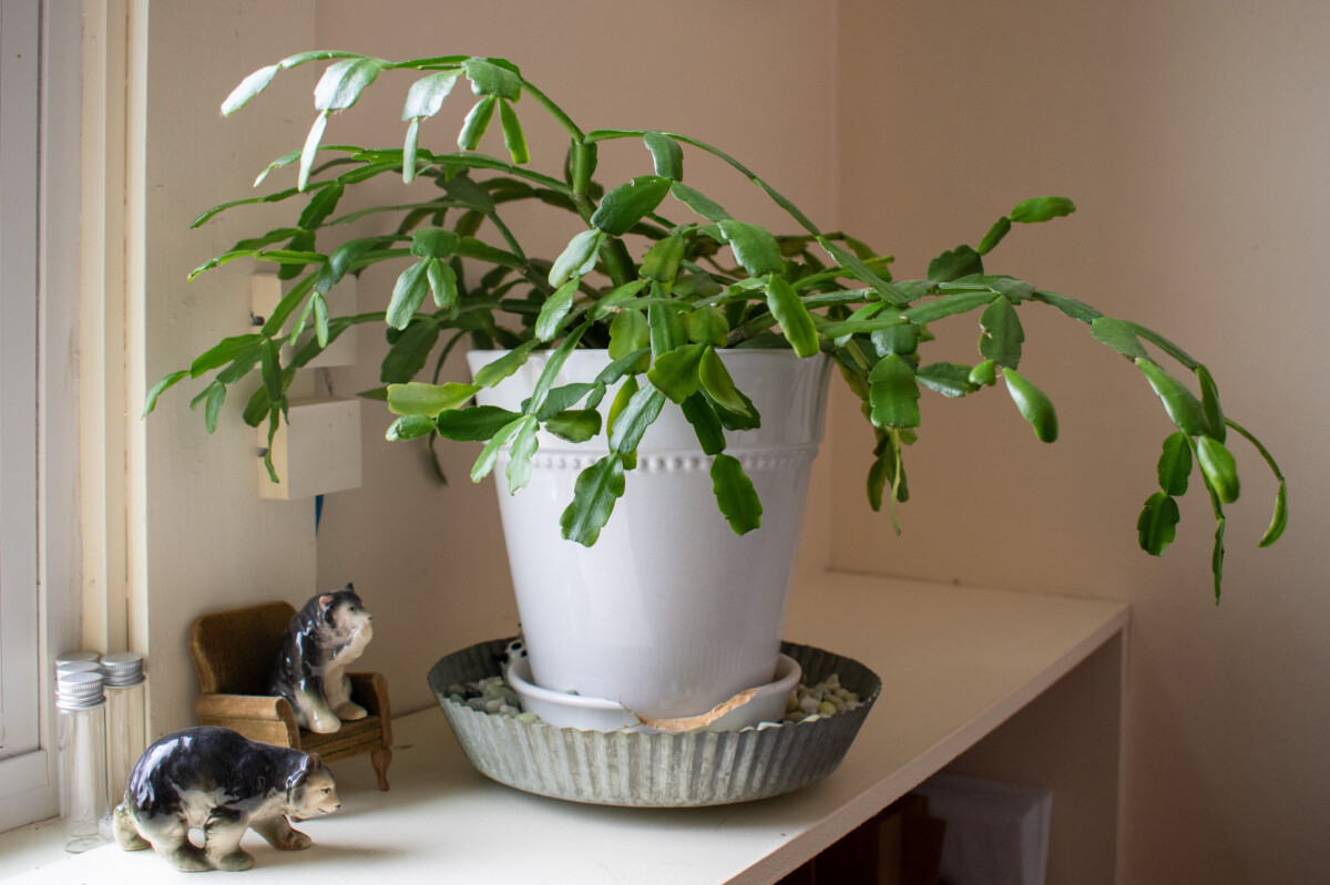 Dormant Christmas cactus