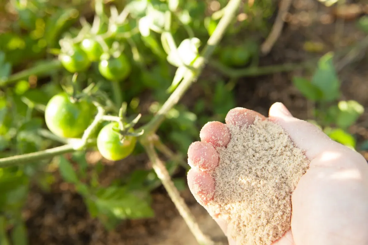 Hand holding rice bran fertilizer above a tomato plant