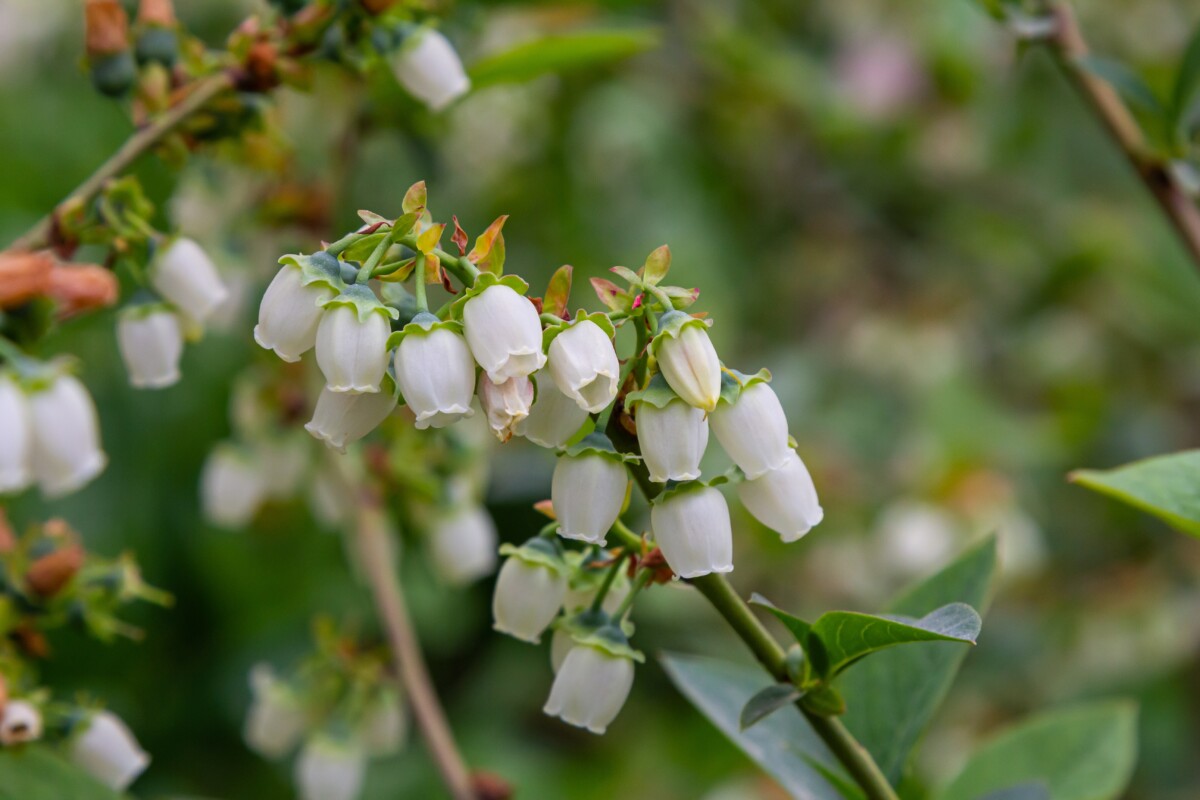 Blueberry blossoms in the spring