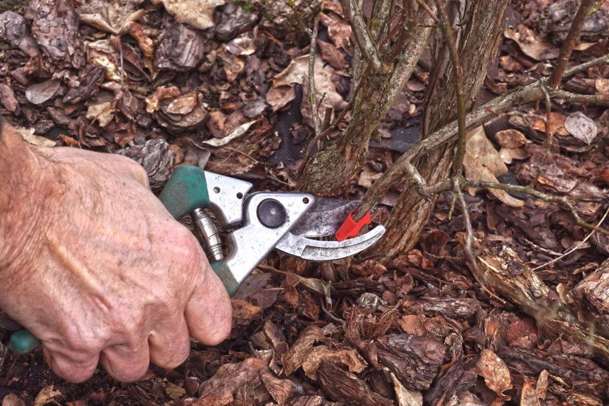 Man's hand holding pruners at the base of a blueberry shrub