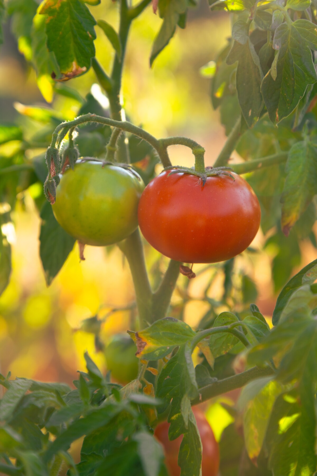 Tomatoes growing on a vine