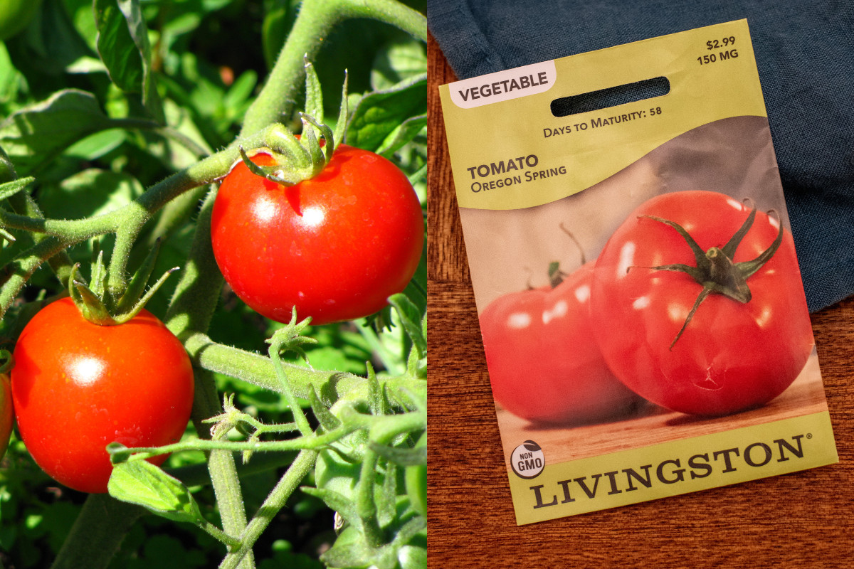 Oregon Spring tomatoes growing and a packet of Oregon Spring tomato seeds
