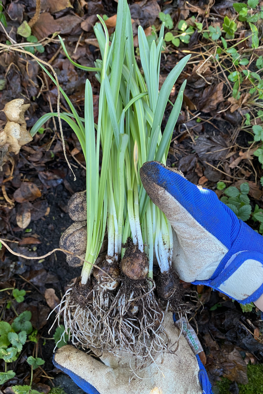 Snowdrop bulbs dug up to plant 'in the green'