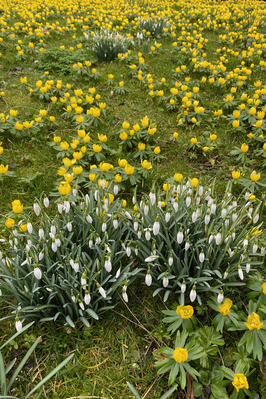 Snowbells and aconites.