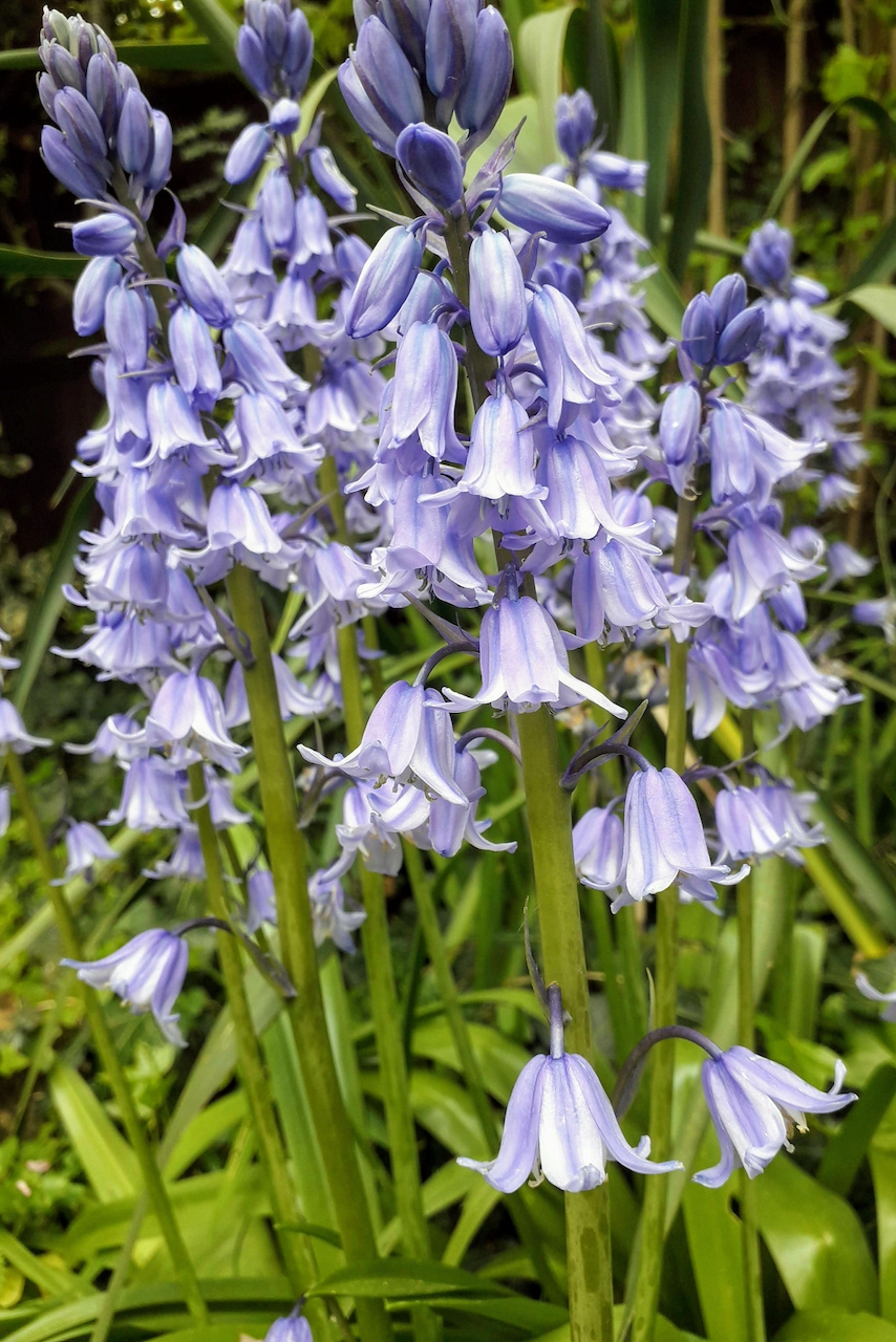 Bluebells