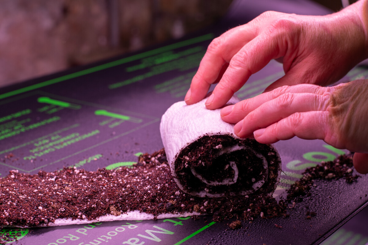 Woman's hands rolling up a seed snail roll