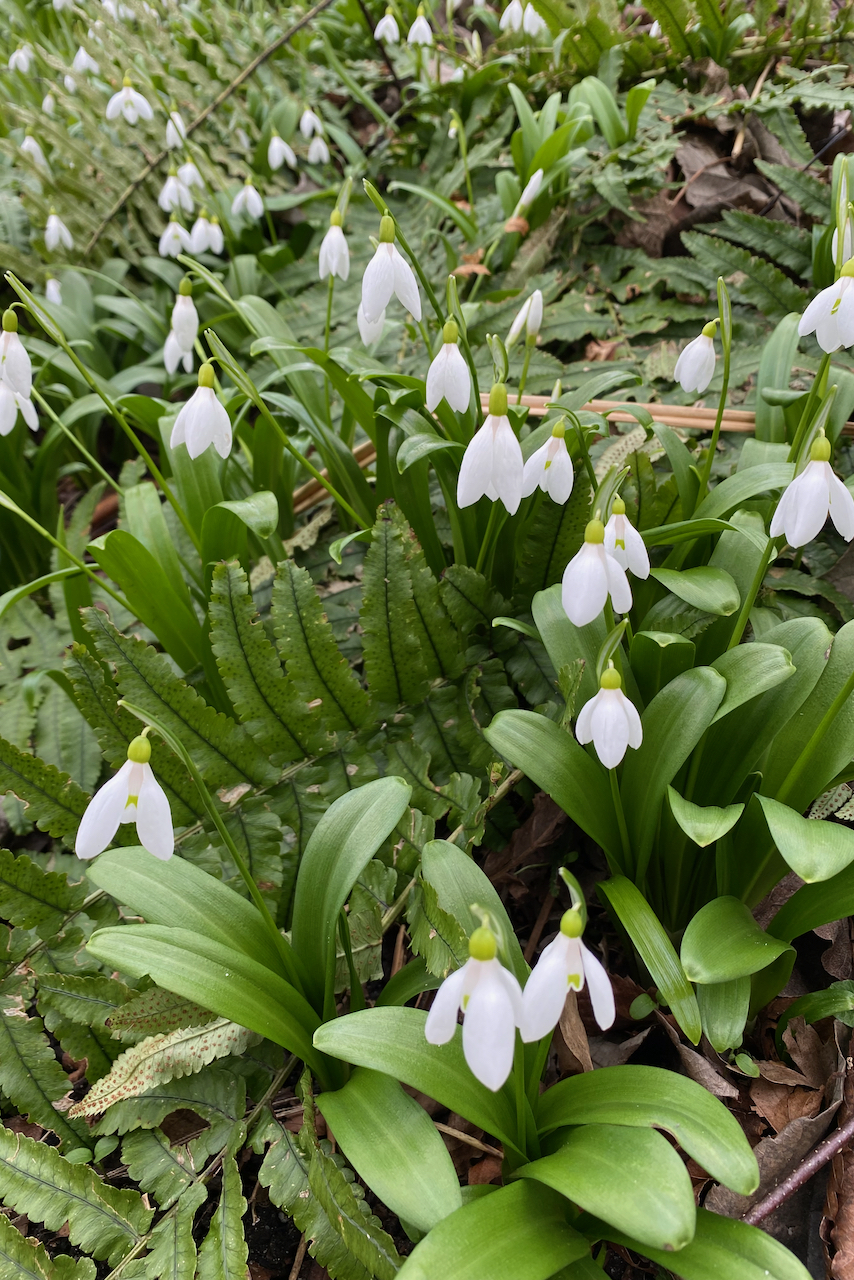 Snowdrops growing in ferns