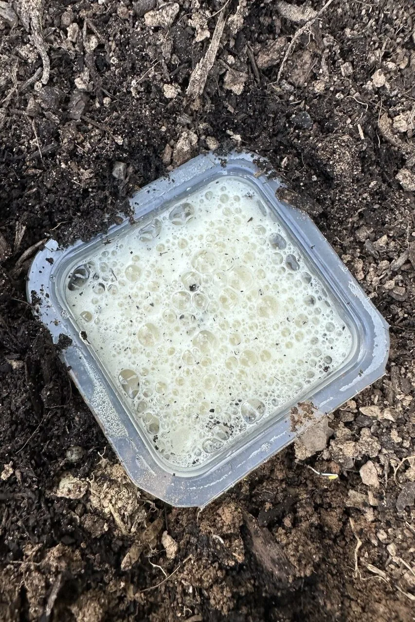 Bubbling beer in a slug beer trap